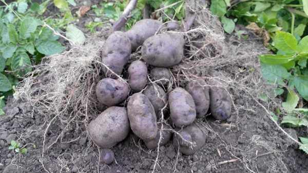 Картофель «чугунка»: описание сорта, фото и основные характеристики русский фермер