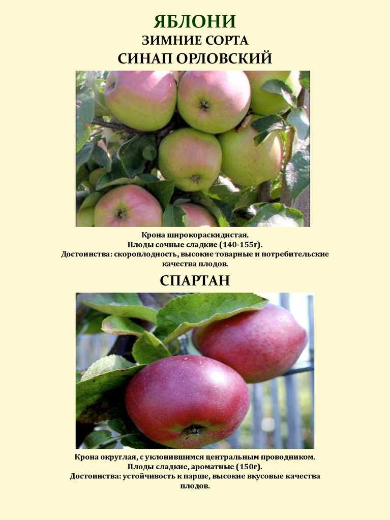 Яблоня северный синап: описание сорта и его фото, характеристики и особенности выращивания selo.guru — интернет портал о сельском хозяйстве
