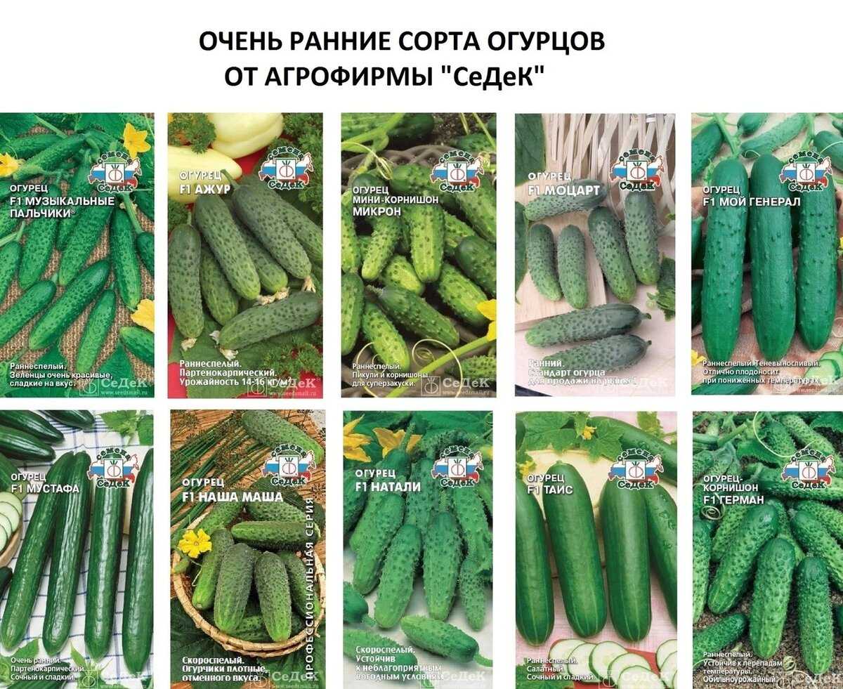 Сорта огурцов с пучковой завязью для теплиц и открытого грунта