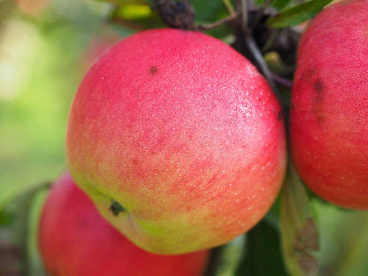 Описание и основные характеристики яблони сорта солнцедар и рекомендуемые регионы для выращивания