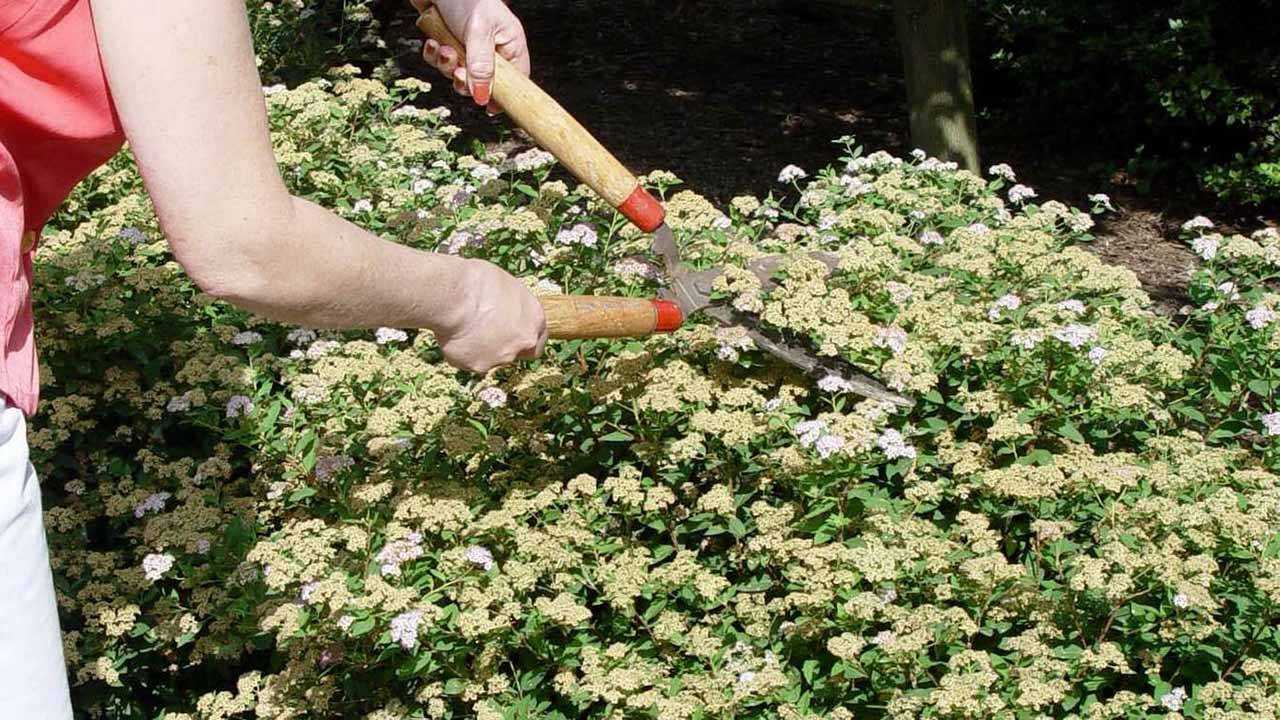 Цветок спирея – посадка и уход в открытом грунте, виды и сорта спиреи (фото) и описание, обрезка спиреи и зимовка