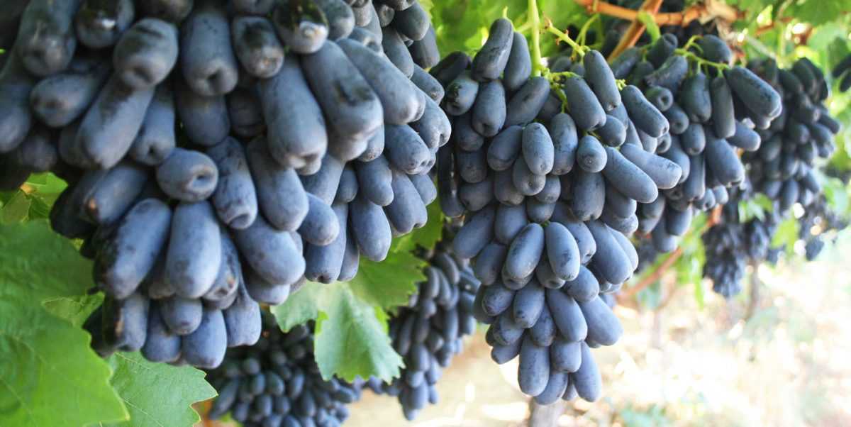 Виноград кишмиш: описание сорта, характеристики, посадка и уход