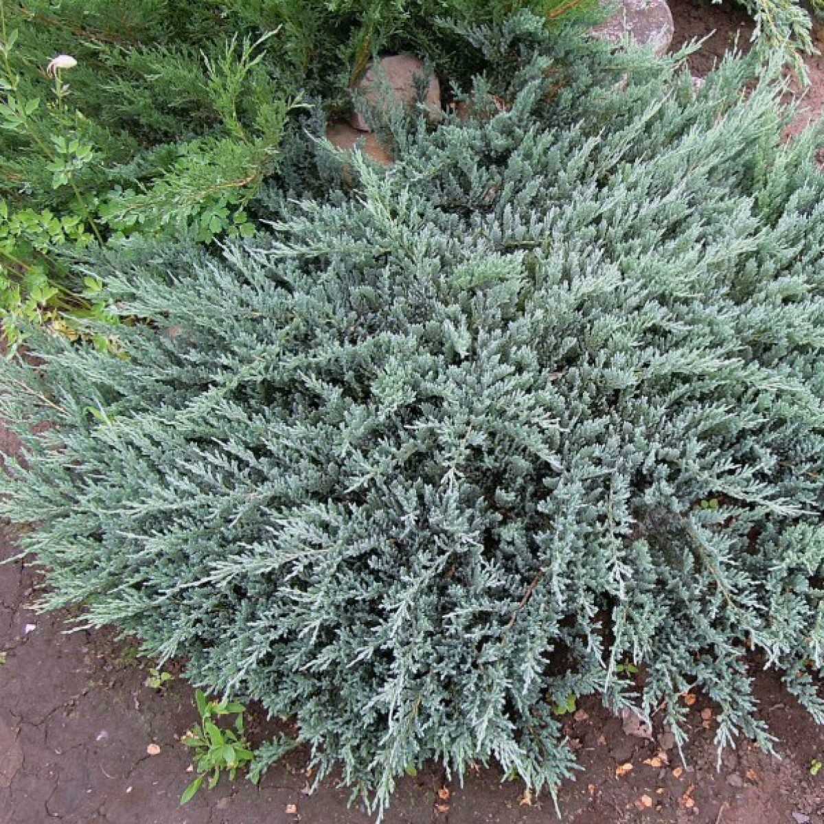 Можжевельник горизонтальный блю чип (juniperus horisontalis blue chip)