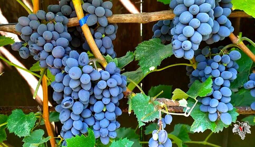 Калифорнийский силач — виноград кишмиш столетие