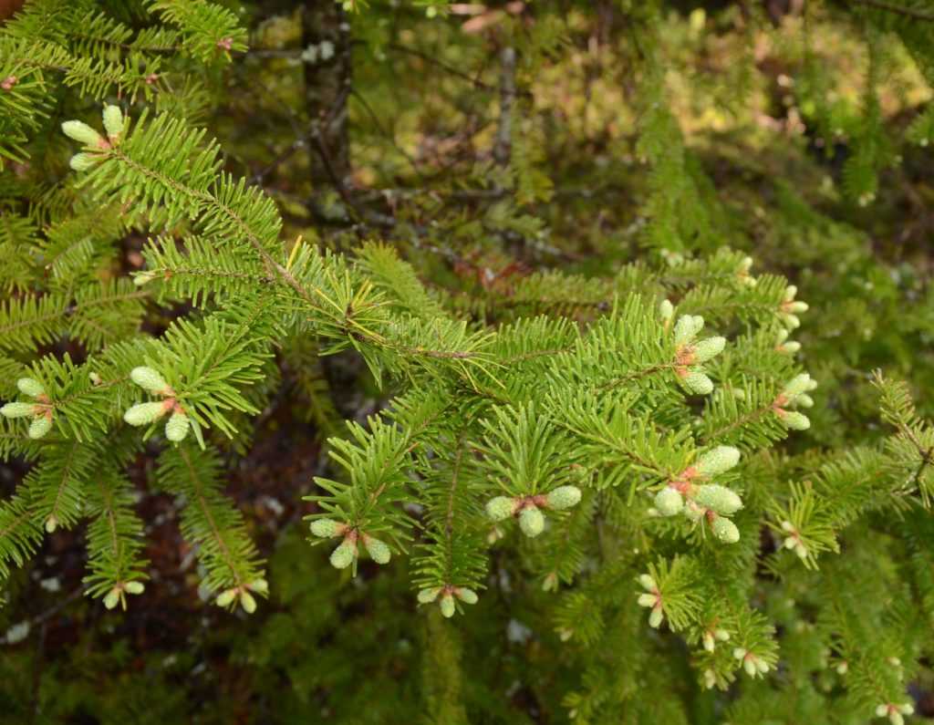 Пихта бальзамическая нана (abies balsamea nana): фото и описание, посадка дерева и уход за ним, отзывы, использование в ландшафтном дизайне