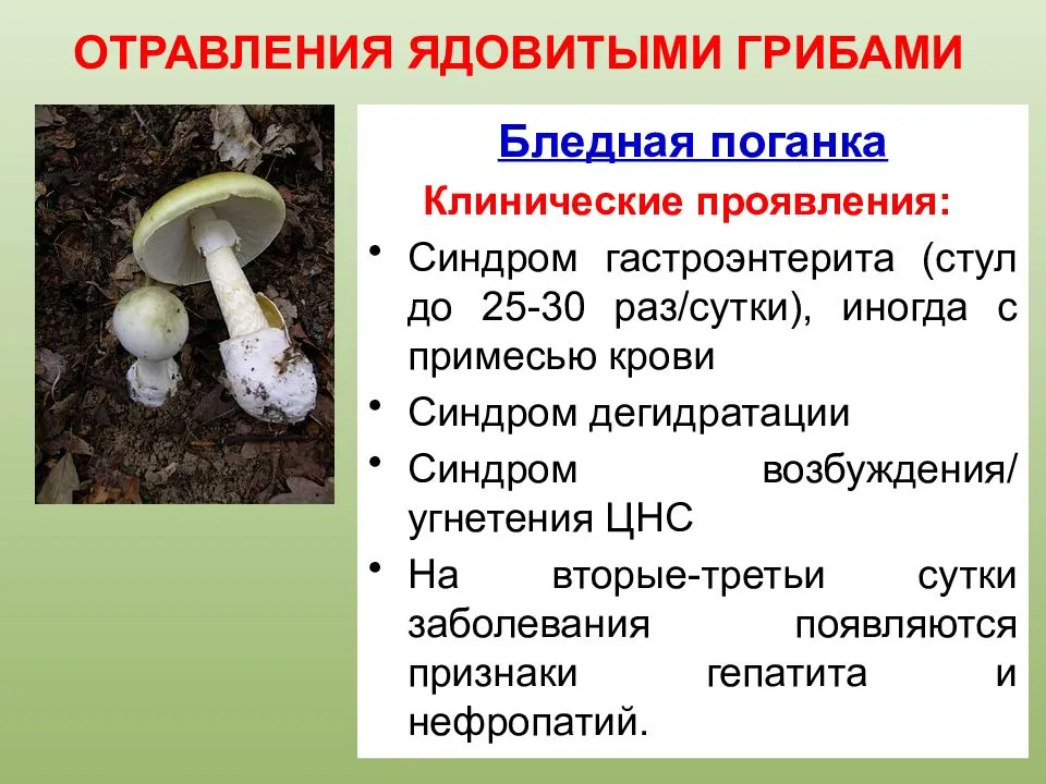 Какие грибы от каких болезней. Бледная поганка ядовитые грибы. Бледная поганка гриб отравление. Фаллоидины бледной поганки. Бледная поганка шляпка снизу.