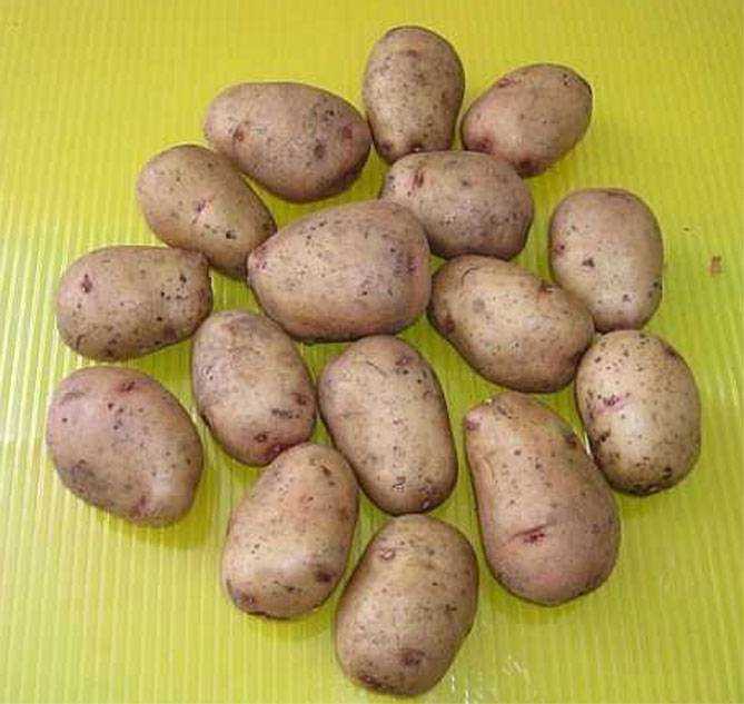 Картофель аврора: описание и характеристика сорта с фото, особенности выращивания - ваш дачный участок