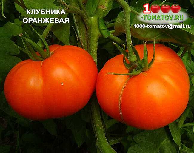 Томат клубничка: отзывы о выращивании помидоров и полученном урожае, характеристика и описание сорта, фото плодов