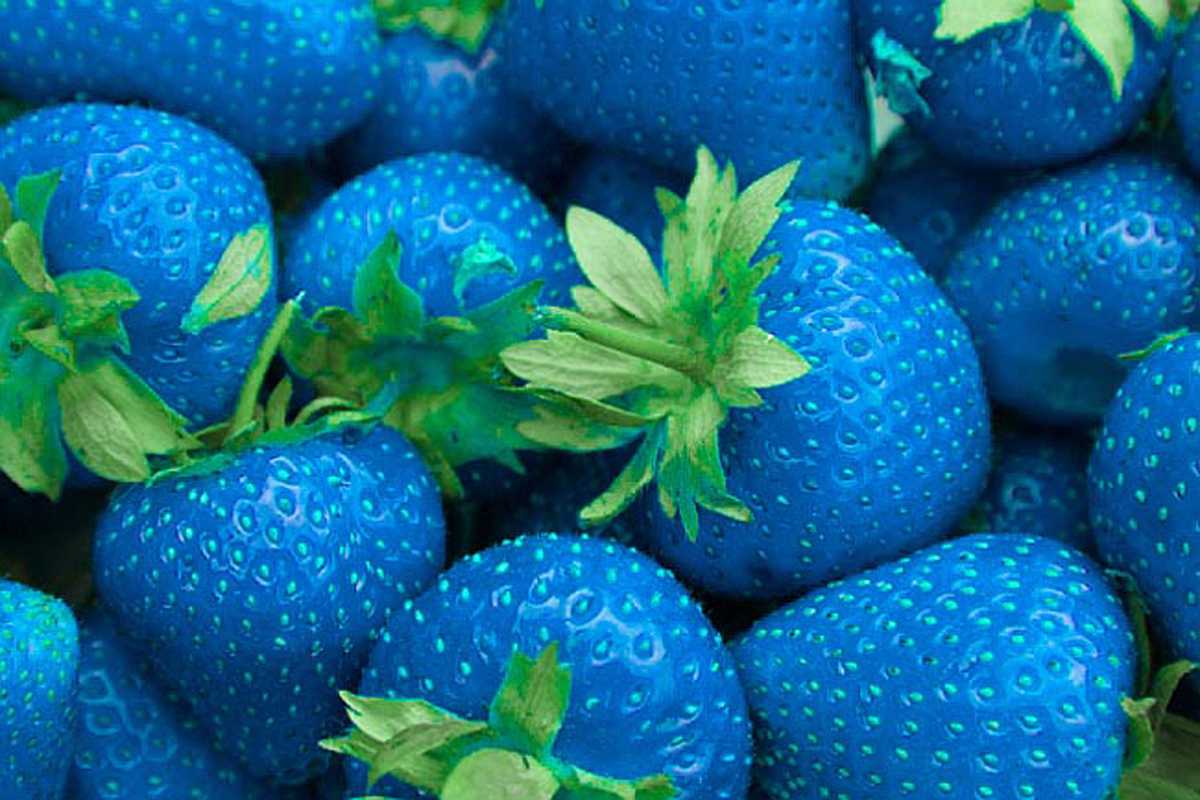 Синяя Виктория ягода