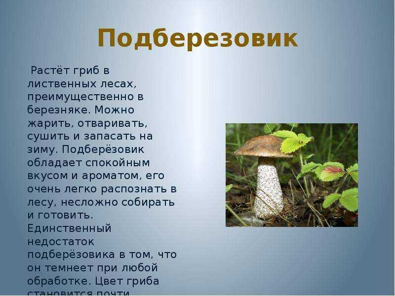 Где растут подберезовики и когда их нужно собирать - grib-doma.ru