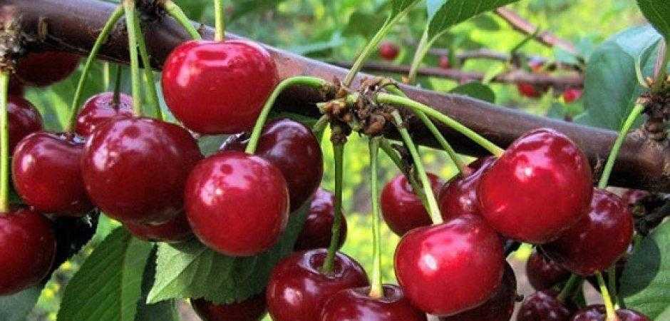 Сорт вишни спартанка фото и описание