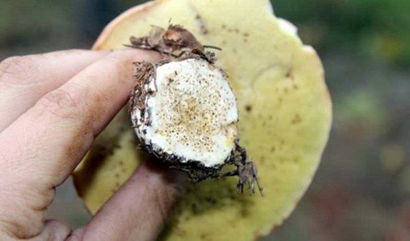 Можно ли есть червивые грибы, и бывают ли они ядовитыми