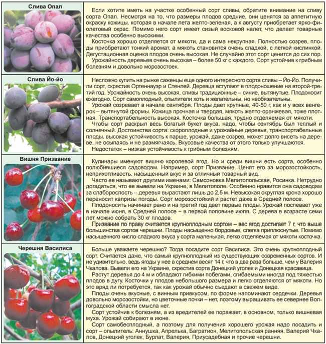 Яблоня старкримсон: описание и характеристика сорта