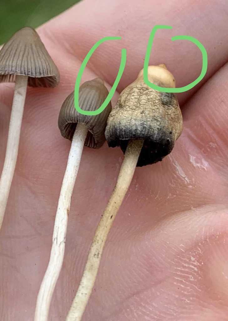 Псилоцибе полуланцетовидная (грибы веселушки) - фото и описание, где растет