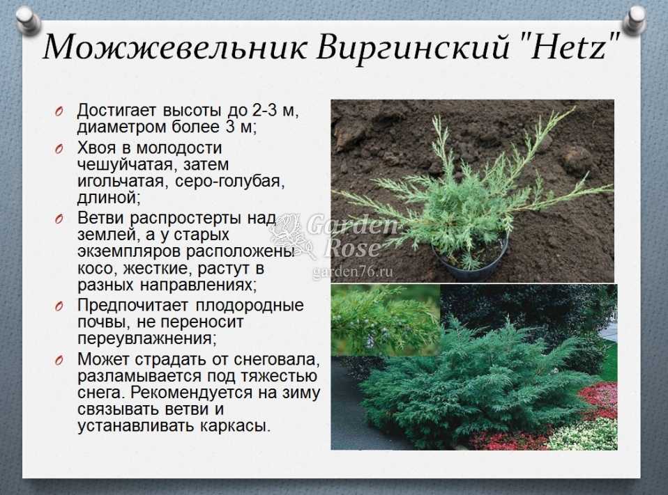 Можжевельник чешуйчатый: описание растения, посадка и уход в открытом грунте