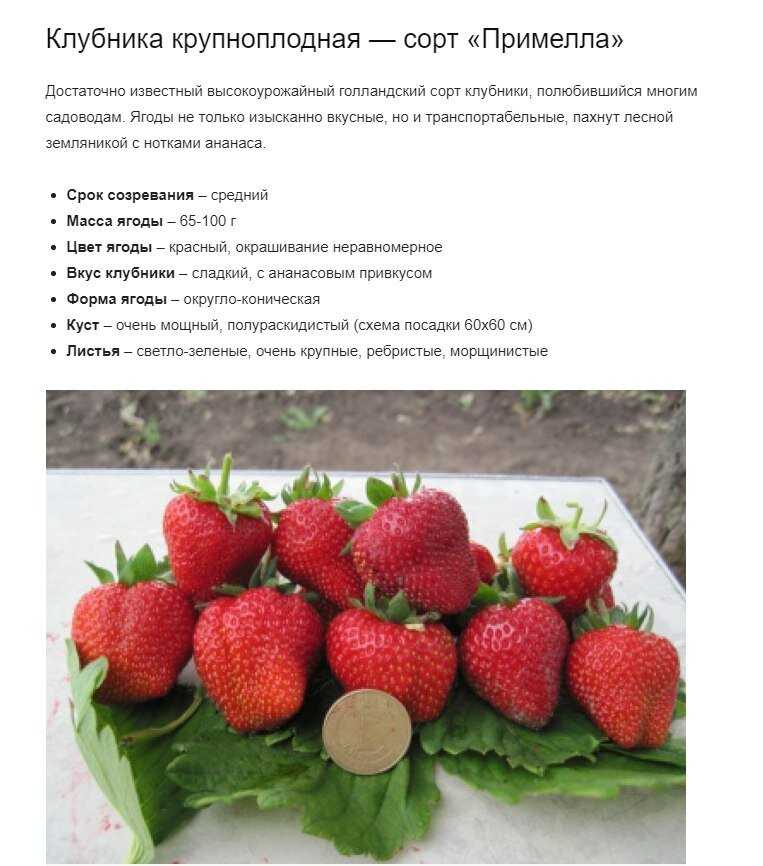 Клубника мармелада: описание сорта садовой земляники, фото ягод и куста, отзывы садоводов
