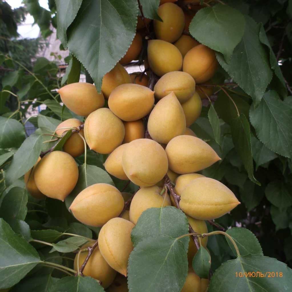 Абрикосоалыча (абрикос черный)