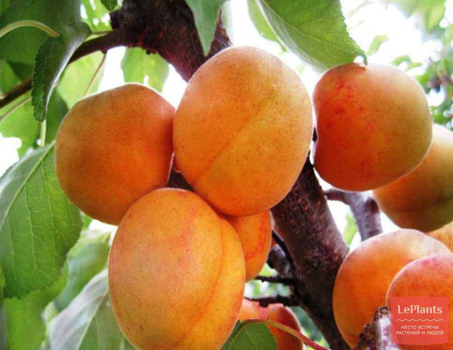 Зимостойкие сорта абрикосов: какой сорт лучше посадить в регионах с морозными зимами
