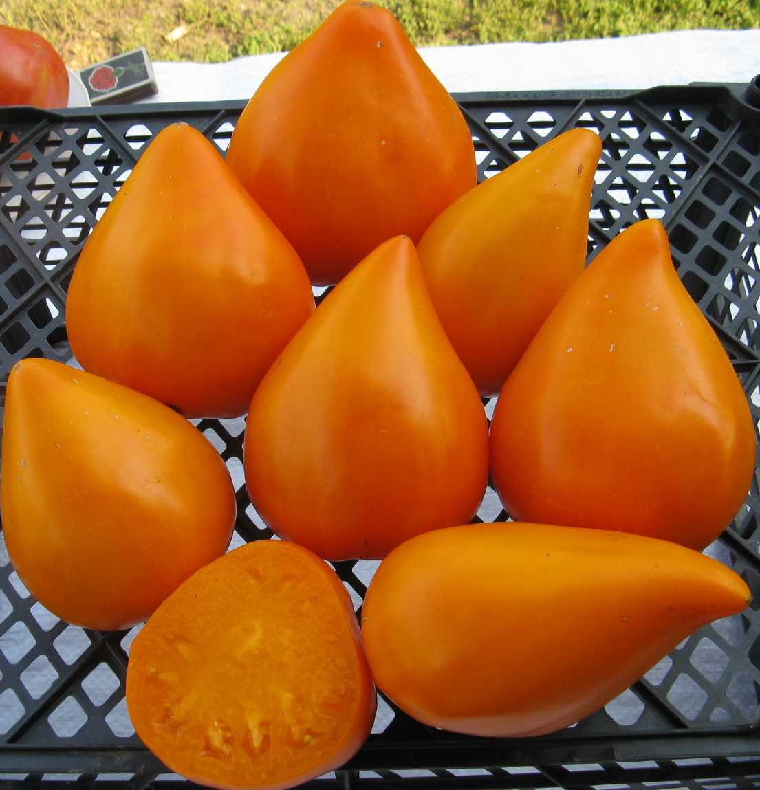 Томат оранжевая клубника - отзывы о сорте, описание, фото