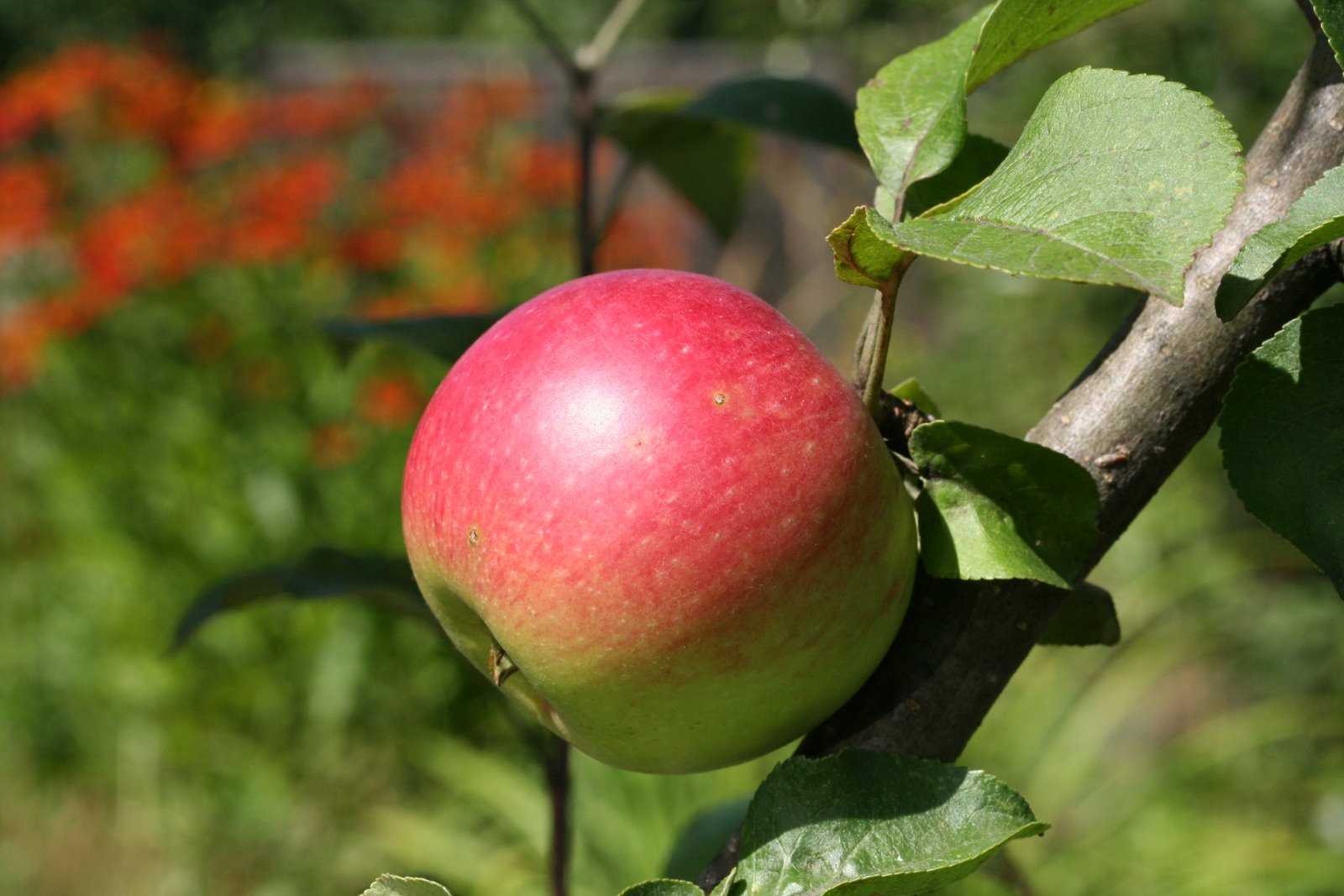 яблоко вишневое фото