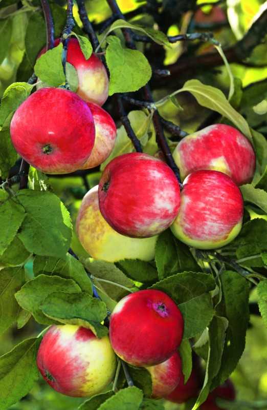 10 сортов колоновидных яблонь, которые я рекомендую для средней полосы. названия, описание, уход, фото. — ботаничка