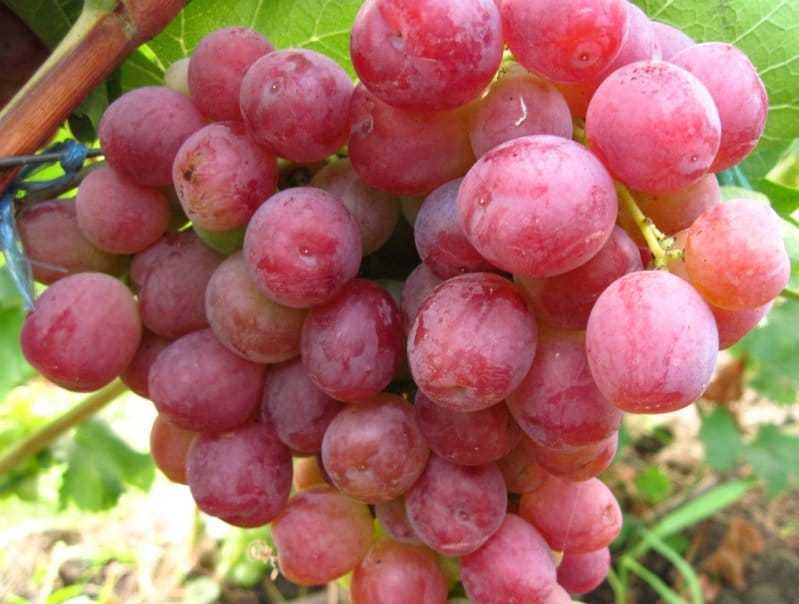 О винограде кардинал: описание и характеристики сорта, посадка и уход