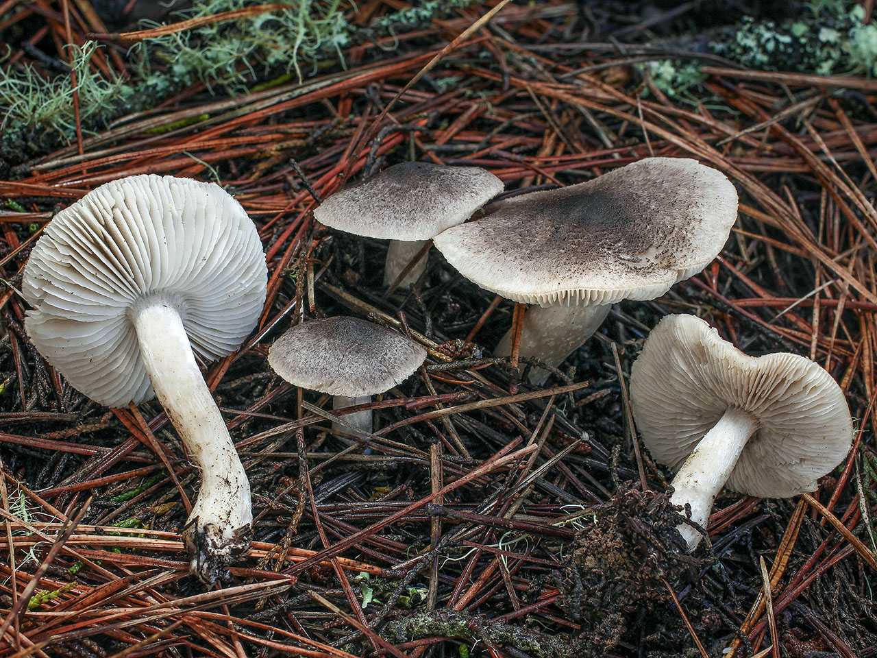 Рядовка белая – описание гриба, фото и съедобность