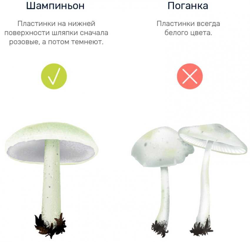 Сходство и отличие грибов