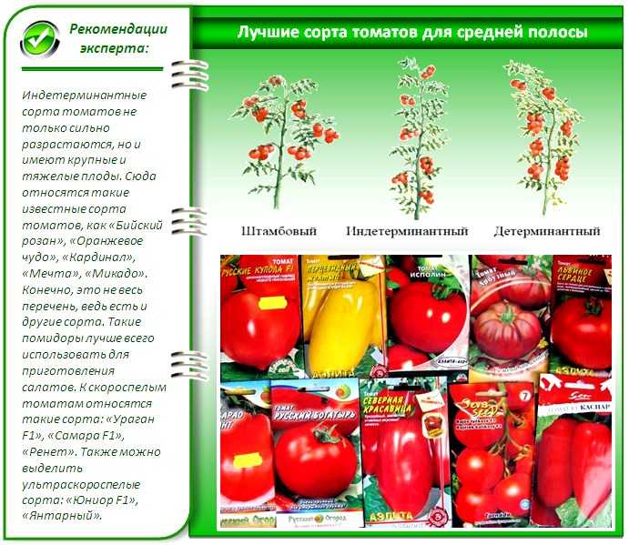 Сорт с большими вкусными плодами — томат гармошка: описание помидоров и их характеристики
