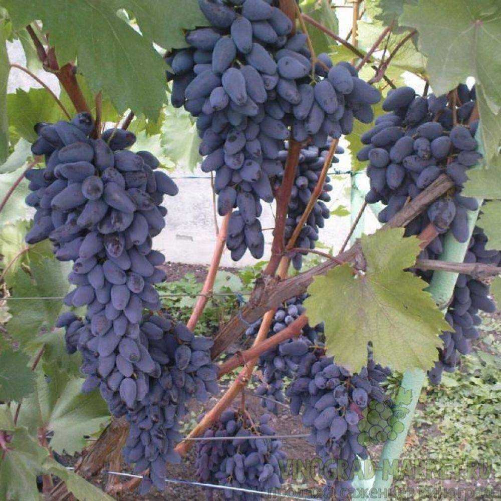 50 фото черного винограда 28 лучших сортов ранних, поздних, среднеспелых с названием и описанием