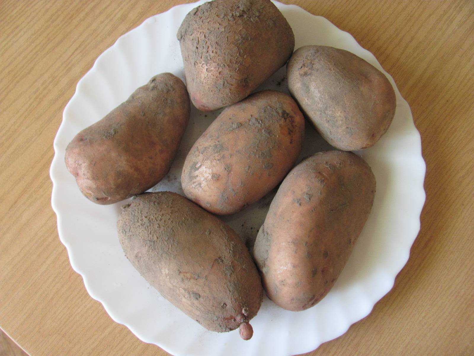 Картофель славянка: описание сорта, фото, отзывы - растения и огород