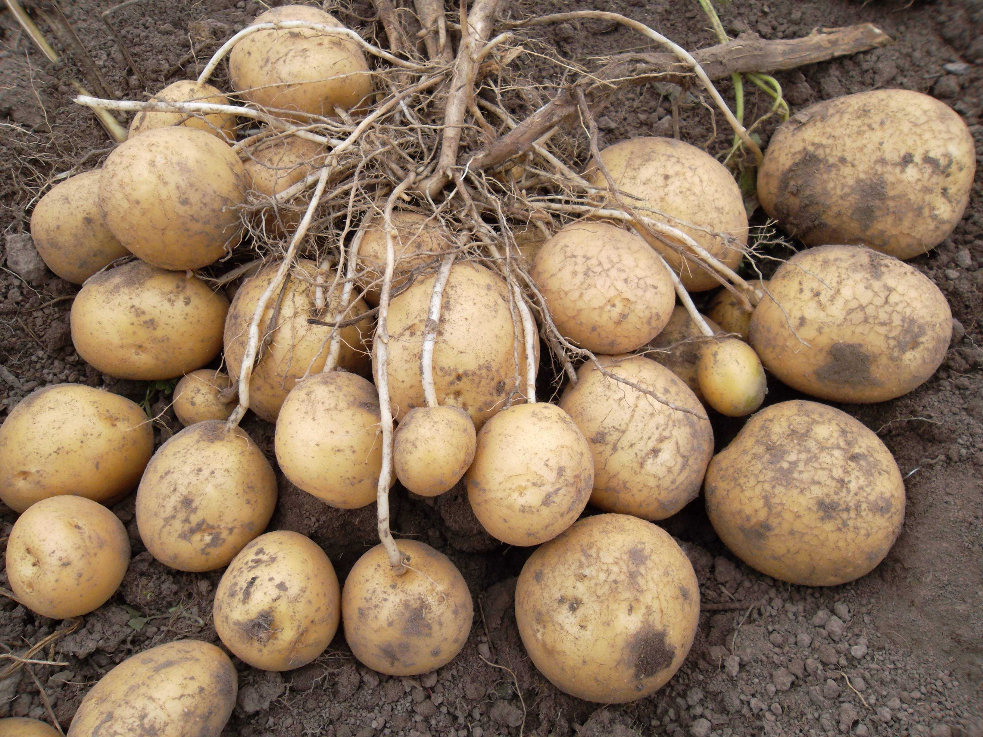 коломбо картофель описание