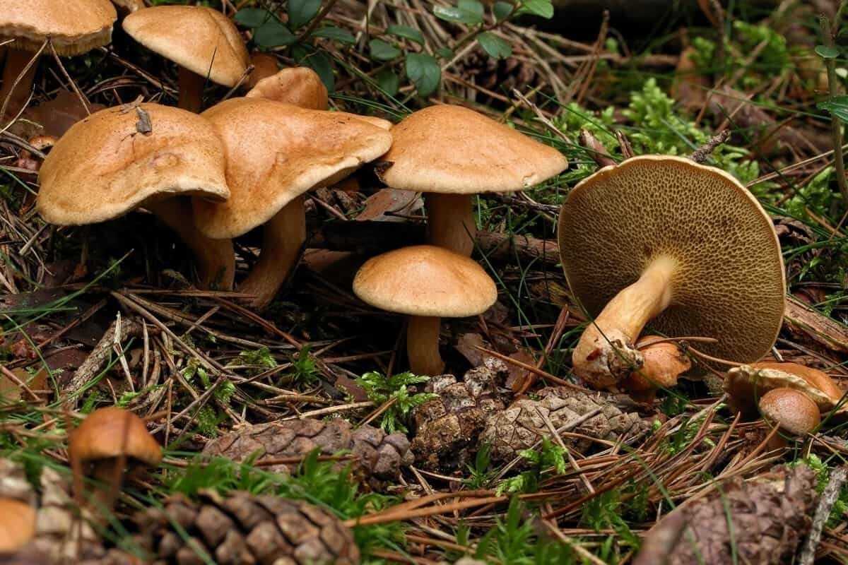 Что такое перечный гриб масленок Как отличить представитель этого вида от других полезных и вредных грибов Ценные свойства блюд из перечного масленка и как его готовить