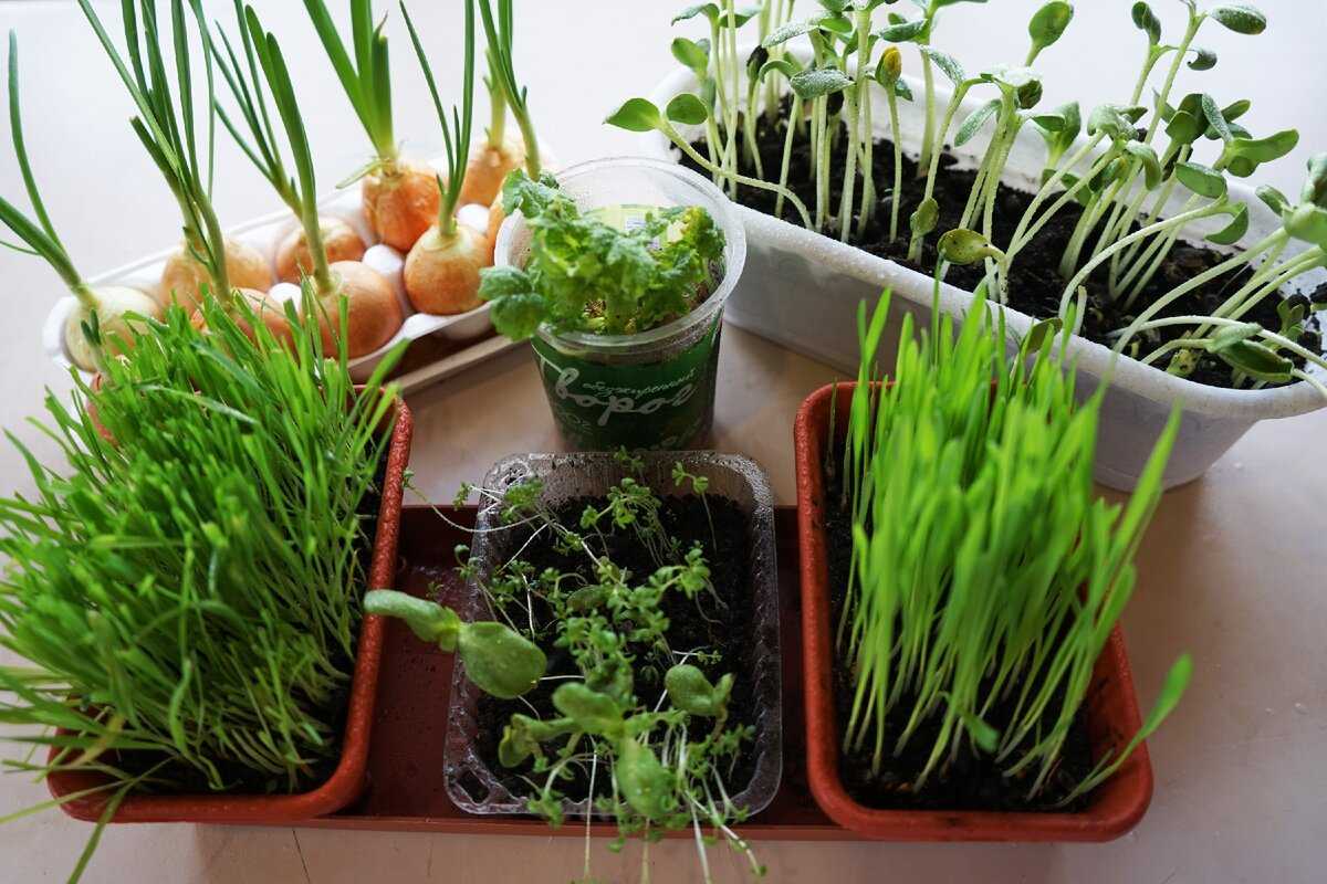 Как вырастить зелень на подоконнике — журнал теремъ