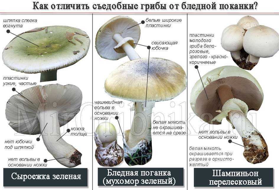Ложные шампиньоны 🍄 (3 характерные черты ложного гриба)