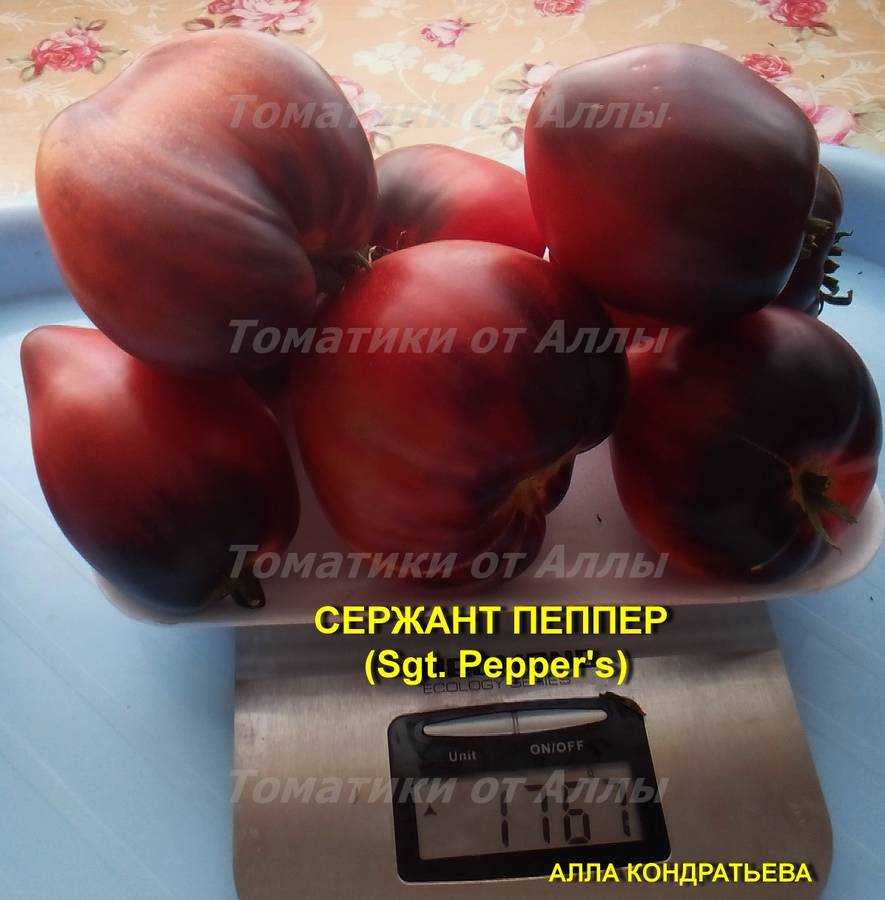 «сержант пеппер» – американские томаты на службе вашего огорода