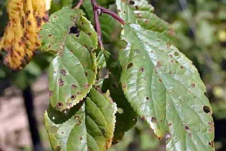 Болезни вишни и их лечение: способы борьбы с вредителями, чем обработать листья