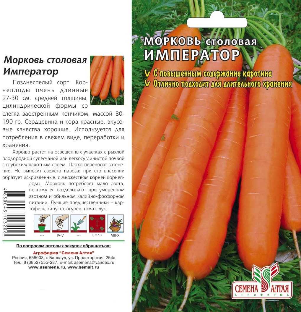 Лучшие сорта моркови для длительного хранения (крупные, ранние, сладкие и др.): список самых лучших для зимнего сохранения
