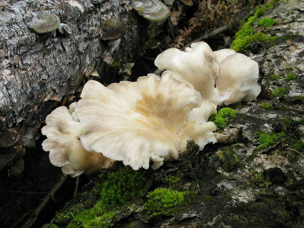 Съедобные маслята и их двойники: как отличить ложные грибы