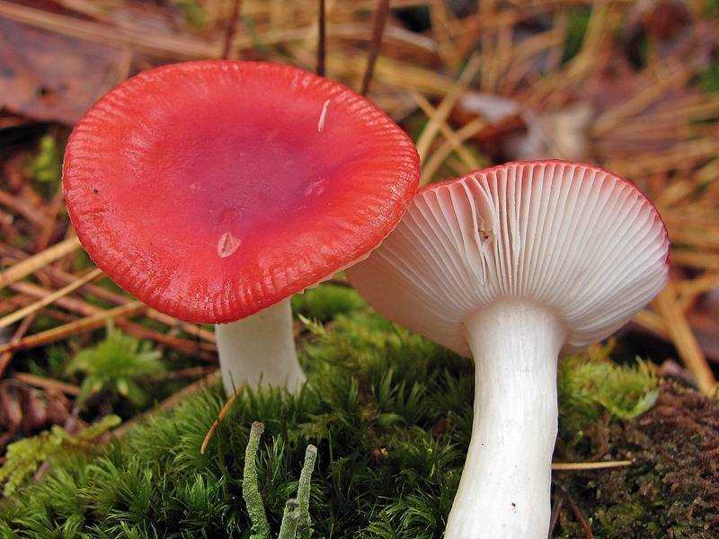 Сыроежки: описание, виды, фото, сезон сбора грибов