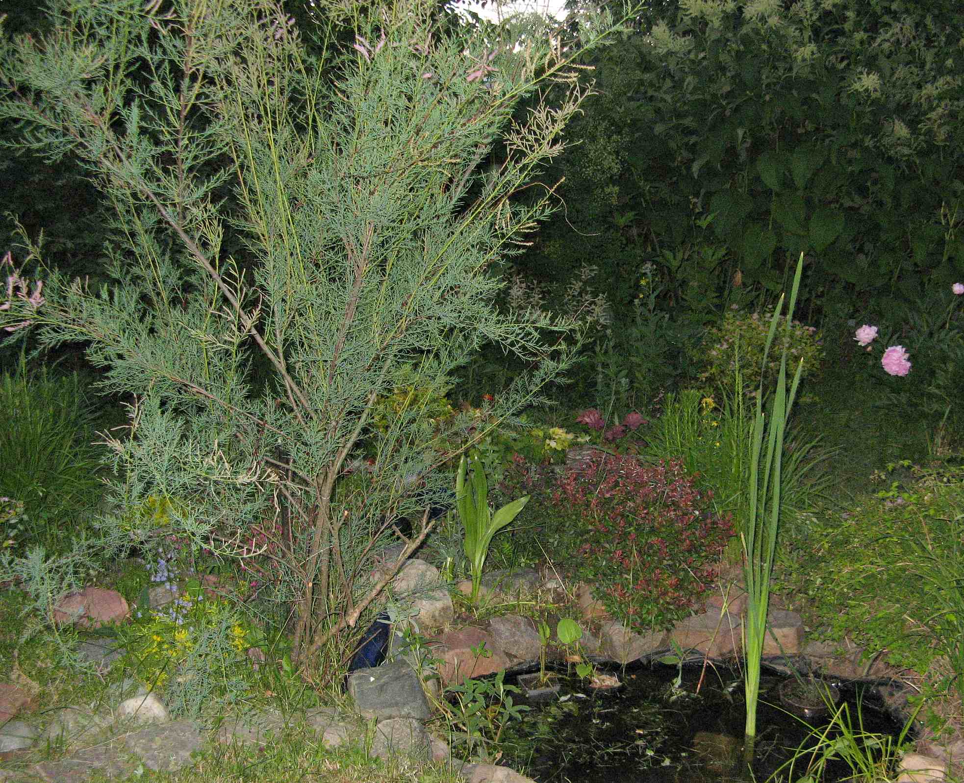 Тамарикс: посадка и уход в открытом грунте, размножение в саду, фото