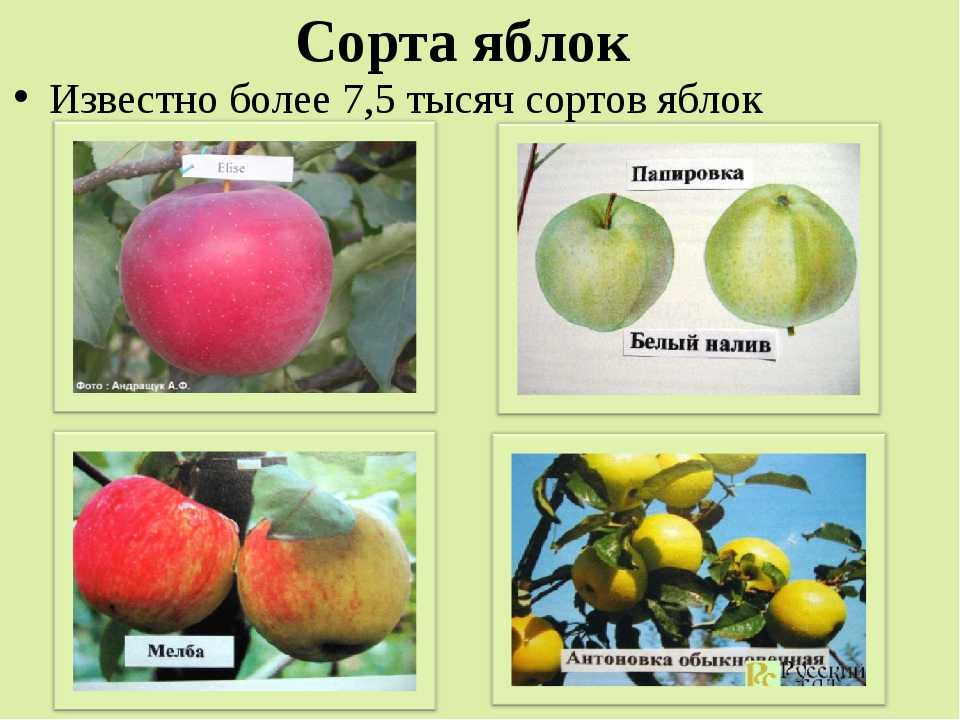 Яблоня какой класс. Сорта культурных растений яблоня. Сорта яблок 2 класс окружающий мир. Сорта яблок названия. Название яблок с картинками.