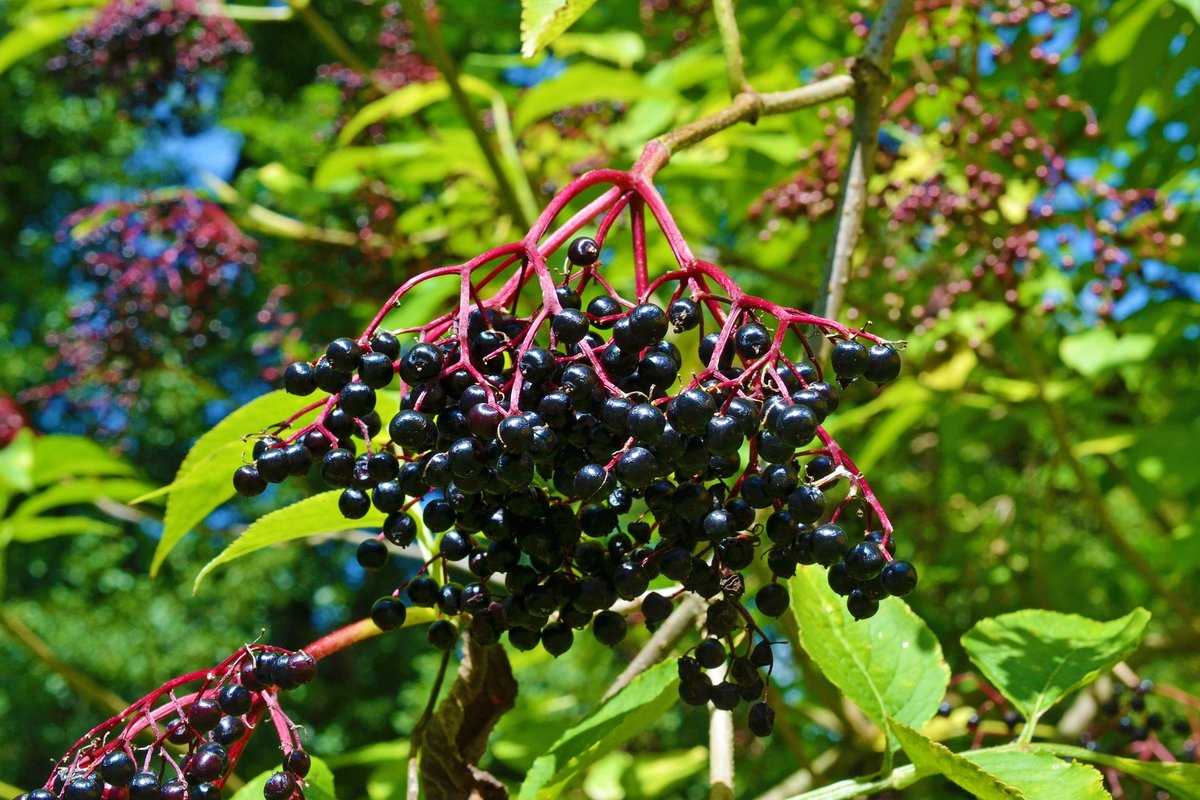Бузина черная: лечебные свойства, противопоказания, описание растения