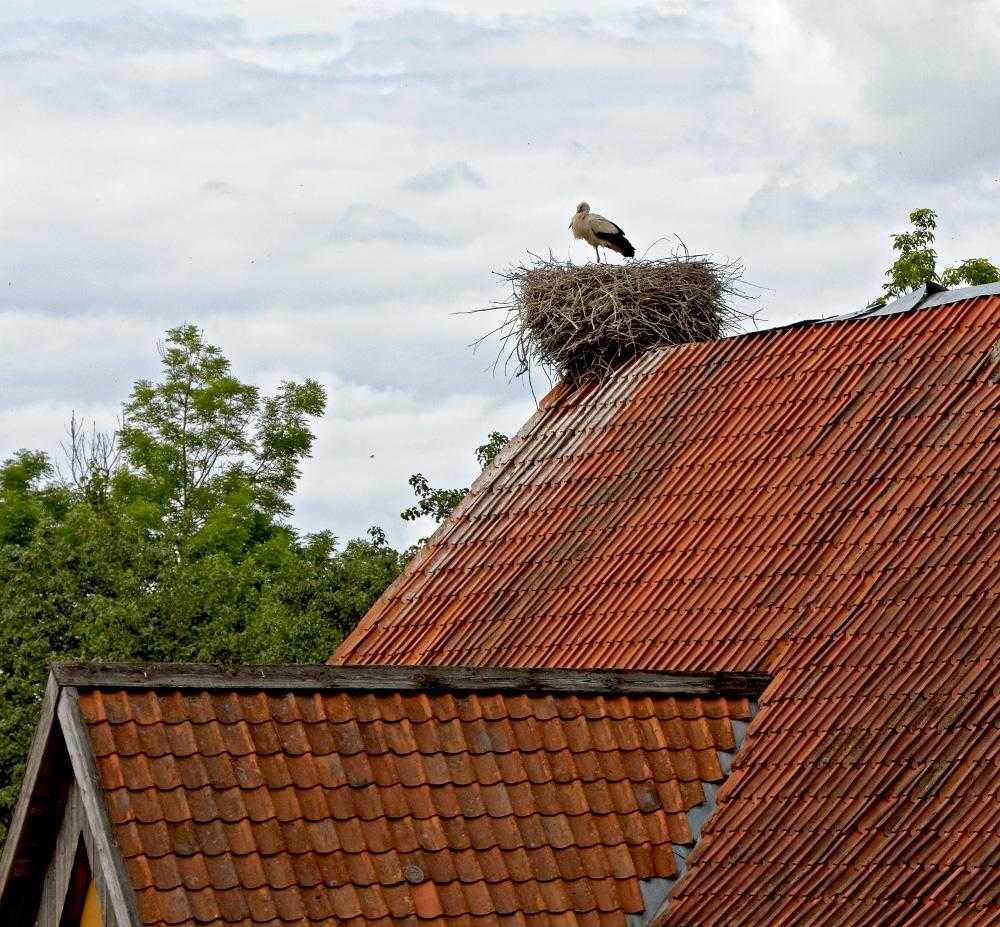 Под крышей дома свили гнездо. Аист свил гнездо на крыше. Гнездо аиста на крыше. Аисты на крыше. Гнездо аистов на крыше.