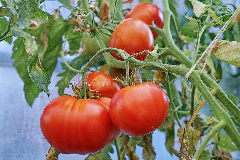 Первый томат в сезоне — король ранних. подробное описание сорта, агротехника, отзывы