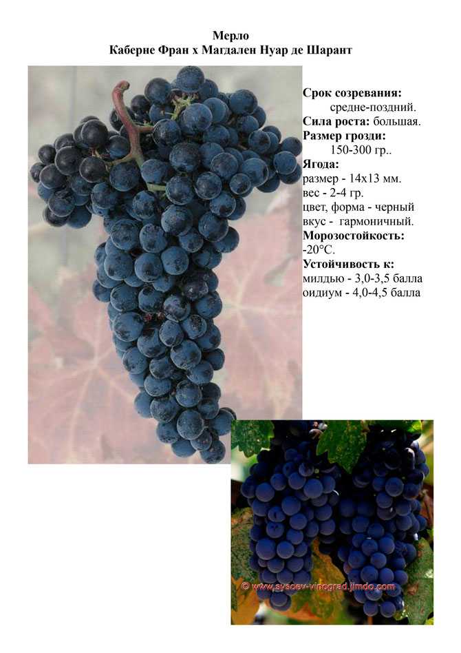 Виноград каберне: описание гибридного технического сорта, особенности выращивания