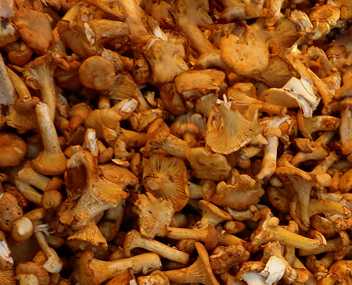 Проблемы с рыжиками: что делать, если грибы начали закисать, и как их переварить
