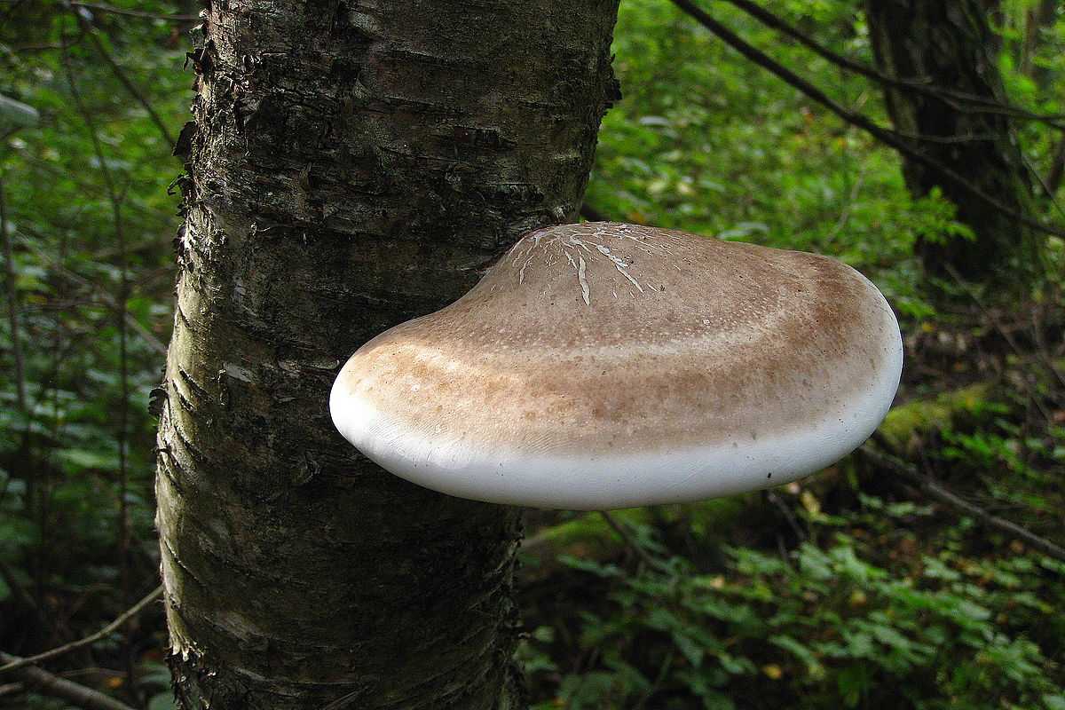 гриб трутовик лечебные свойства фото