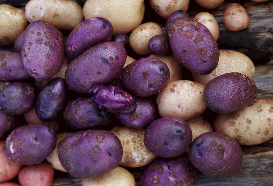 Сорт картофеля «чугунка»: характеристика, описание, урожайность, отзывы и фото