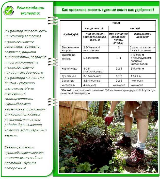 Голубиный помет: как применять в огороде, как удобрение, как разводить какашки голубя